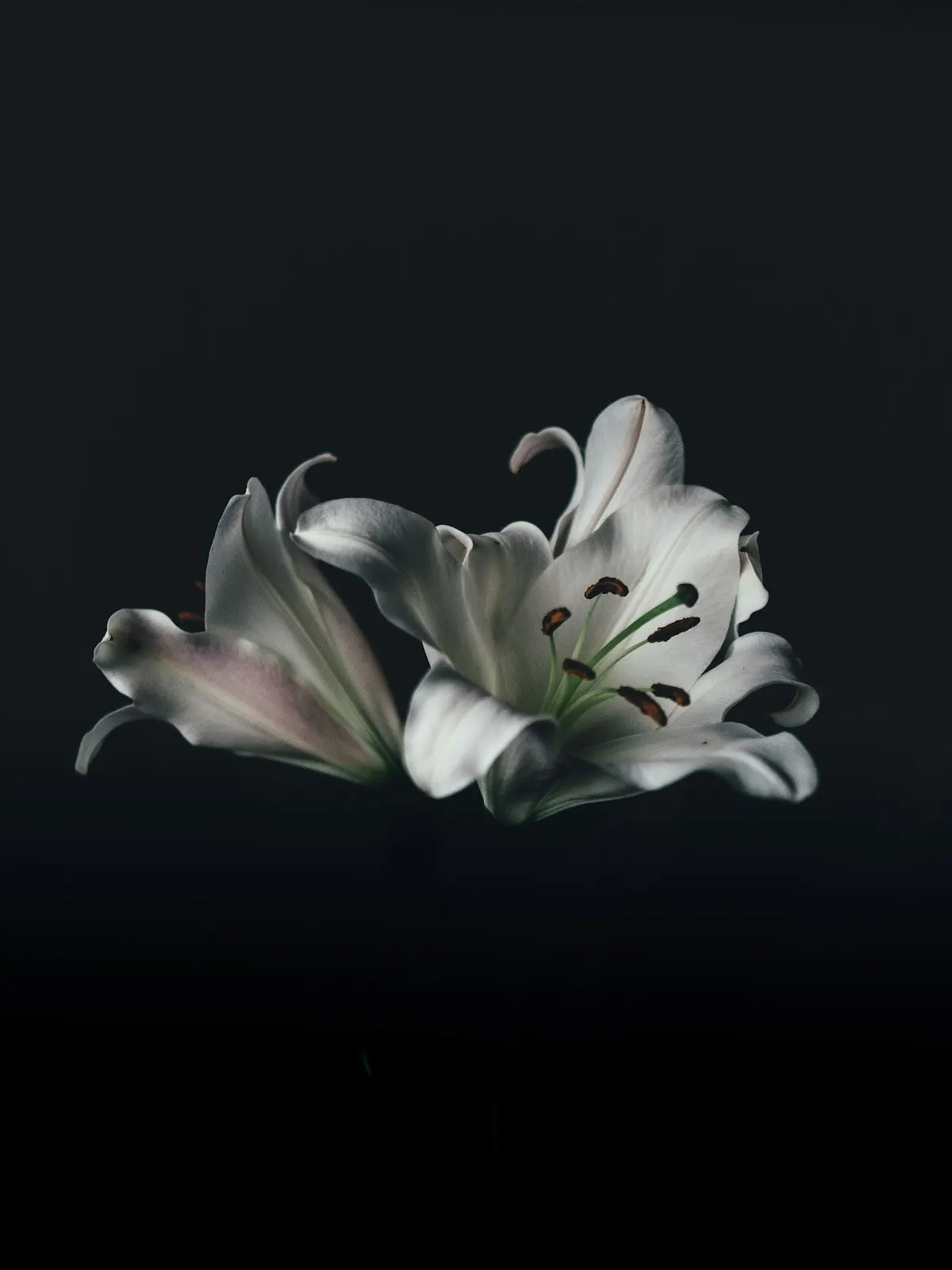 White lilies against a dark background